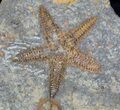 Ordovician Starfish (Petraster?) & Edrioasteroids #56820-2